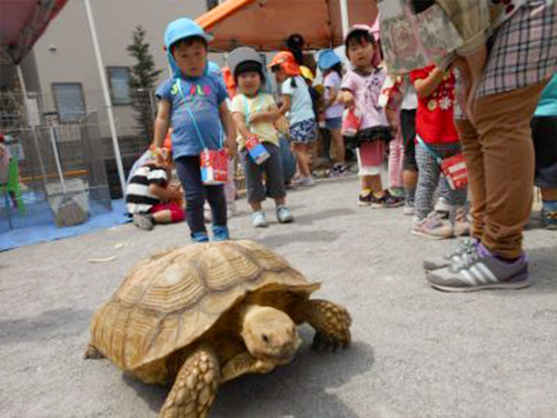 ミニ動物園　亀さんと